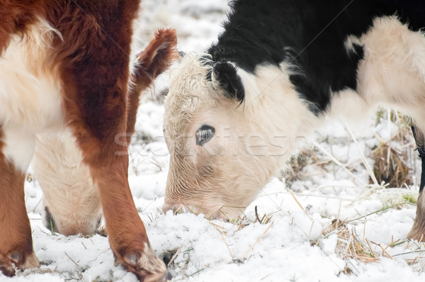 [[stock_photo]]: Bovins · neige · couvert · domaine · vache · glace