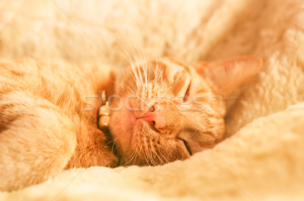 Gatito rojo cama superficial Foto stock © nelsonart