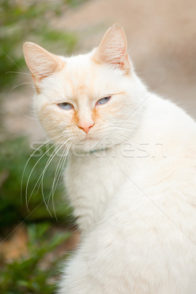 birman portrait Stock photo © nelsonart