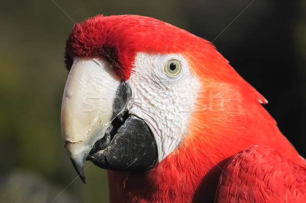 macaw Stock photo © nelsonart