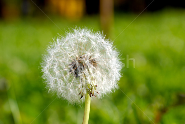 商业照片: 蒲公英 · 降落伞 · 形式 · 绿草 ·草· 性质