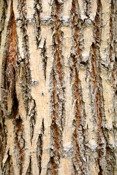Boom schors details textuur abstract Stockfoto © nemalo