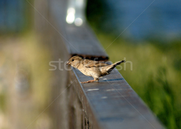 Sparrow on a handrail. Stock photo © nemalo