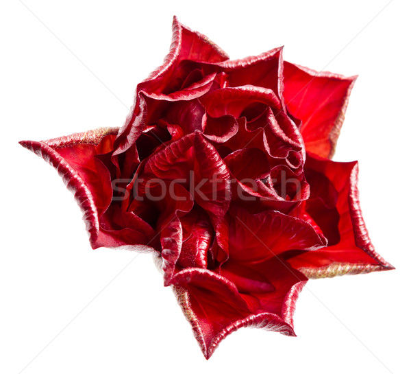 Red Rose Stock photo © nemalo