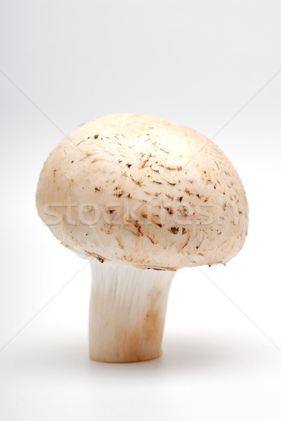 Stock photo: Mushroom a champignon