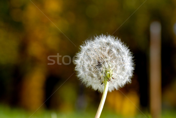 Paardebloem parachute vorm groen gras gras natuur Stockfoto © nemalo