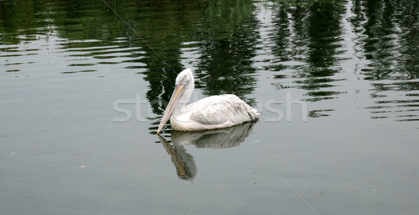 Bird the pelican floating on water Stock photo © nemalo