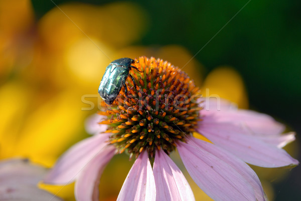 Bug fiore natura ambiente macro petali Foto d'archivio © nemalo