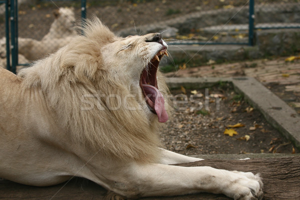 Weiß Löwen König Tiere african Nase Stock foto © nemar974