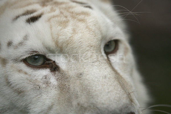 Beyaz kaplan tehlikeli bakıyor orman Stok fotoğraf © nemar974