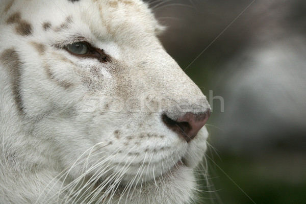 Beyaz kaplan tehlikeli bakıyor orman Stok fotoğraf © nemar974