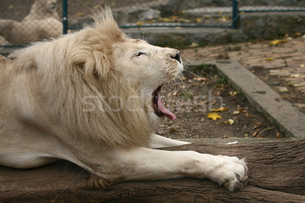 Beyaz aslan kral hayvanlar Afrika burun Stok fotoğraf © nemar974