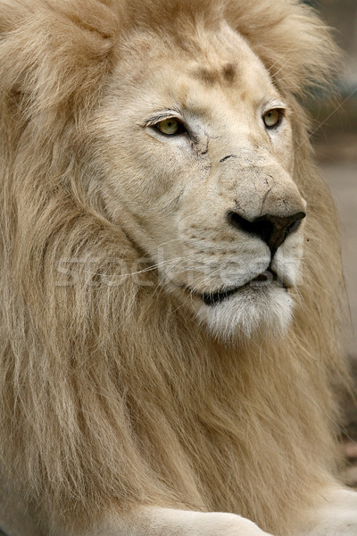 Alb leu rege animale african nas Imagine de stoc © nemar974