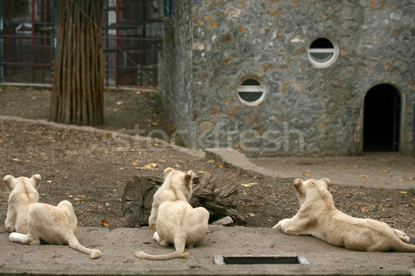 Weiß Löwen König Tiere african Nase Stock foto © nemar974