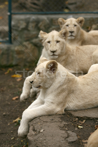 Beyaz aslan kral hayvanlar Afrika burun Stok fotoğraf © nemar974
