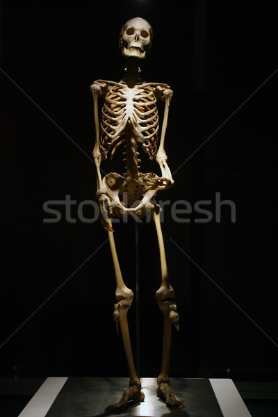 Human Anatomy real skeleton on a black background Stock photo © nemar974