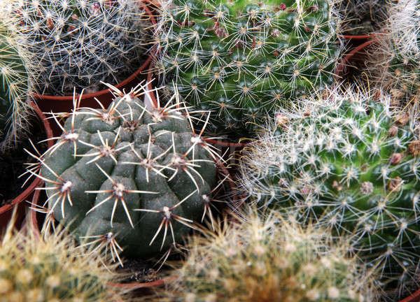Stock fotó: Kaktusz · textúra · levél · kert · sivatag · Föld
