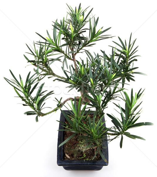 Bonsai albero natura asian cinese bianco Foto d'archivio © nenovbrothers