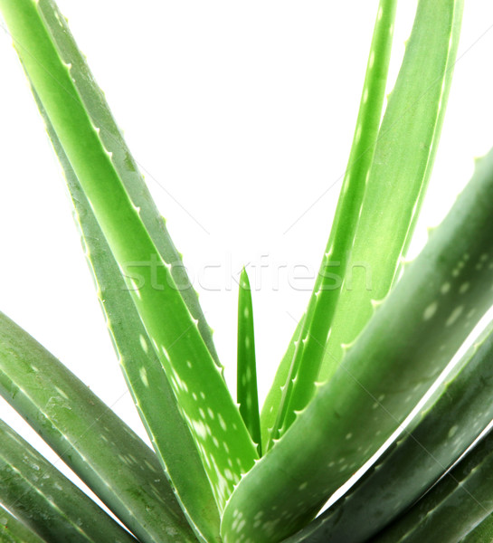 Aloe impianto isolato bianco foglia deserto Foto d'archivio © nenovbrothers