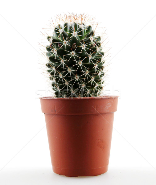 商业照片: 仙人掌    孤立    白    沙漠    绿色    颜色 / cactus