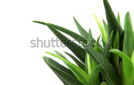 Aloe impianto isolato bianco foglia deserto Foto d'archivio © nenovbrothers