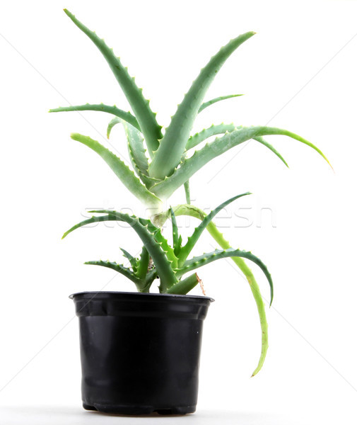 Bild Aloe Blätter detaillierte Licht Gesundheit Stock foto © nenovbrothers