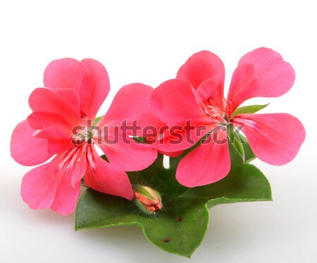 Fleur fleurs feuille fond usine blanche [[stock_photo]] © nenovbrothers