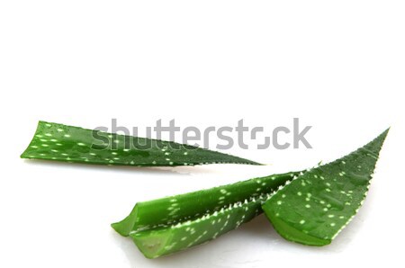 Aloe vera Stock photo © nenovbrothers