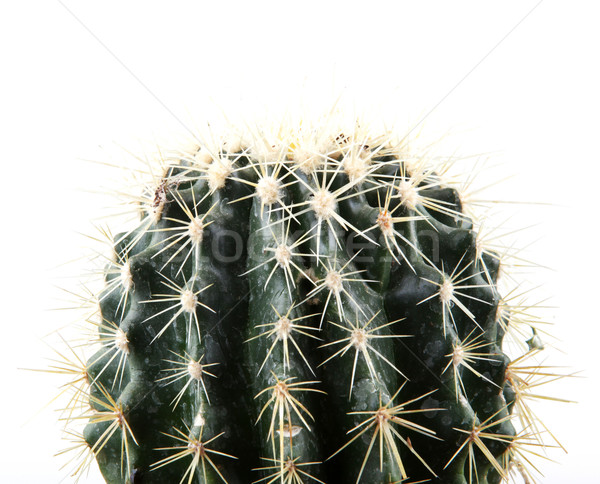 Cactus geïsoleerd witte bomen planten Stockfoto © nenovbrothers