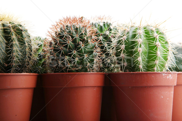 Cactus isolato bianco deserto verde colore Foto d'archivio © nenovbrothers