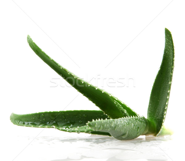 Aloe frunze lumina sănătate spaţiu verde Imagine de stoc © nenovbrothers