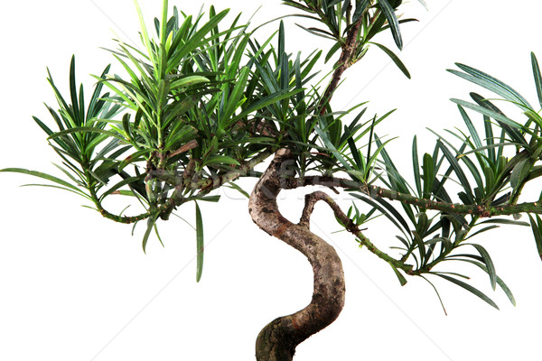 Сток-фото: бонсай · дерево · природы · азиатских · китайский · белый