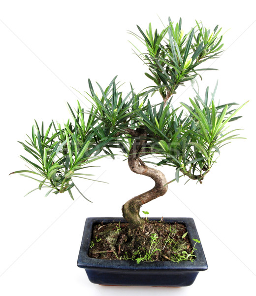 Bonsai albero natura asian cinese bianco Foto d'archivio © nenovbrothers