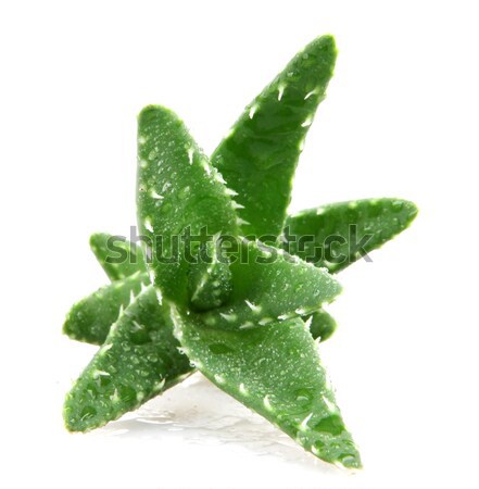 Aloe impianto fiore natura luce sfondo Foto d'archivio © nenovbrothers