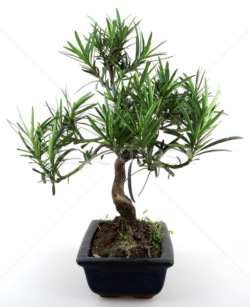 Bonsai copac natură asiatic chinez alb Imagine de stoc © nenovbrothers