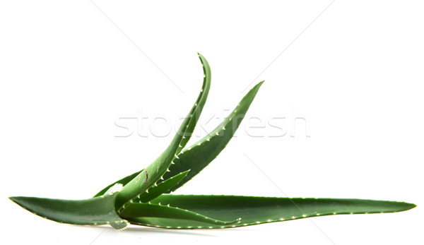 Aloe foglie luce salute spazio verde Foto d'archivio © nenovbrothers