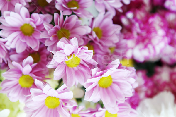 Fleurs fleur printemps heureux nature lumière [[stock_photo]] © nenovbrothers