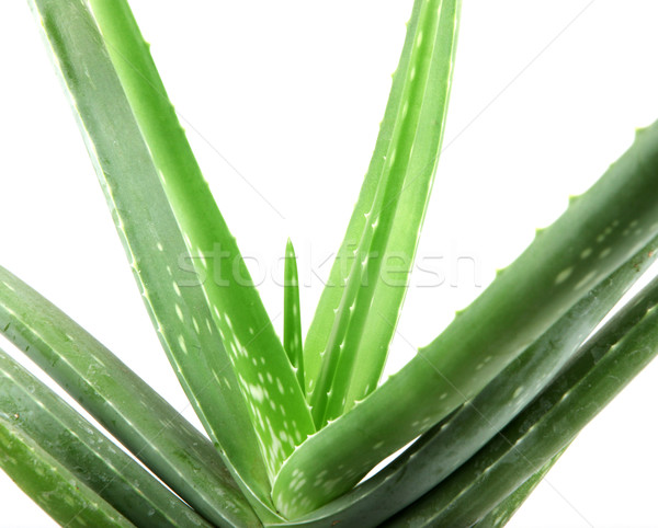 Aloe impianto isolato bianco foglia deserto Foto d'archivio © nenovbrothers