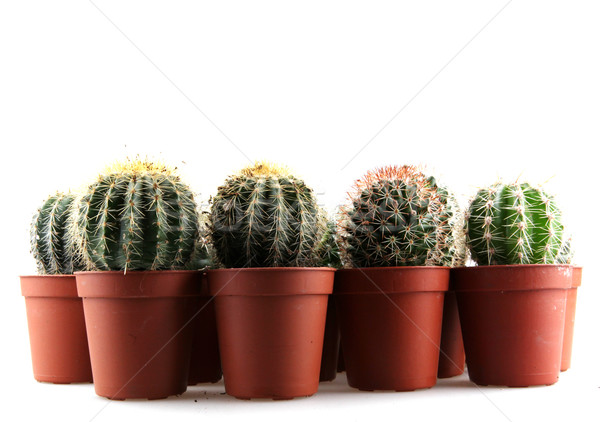 Cactus isolato bianco deserto verde colore Foto d'archivio © nenovbrothers