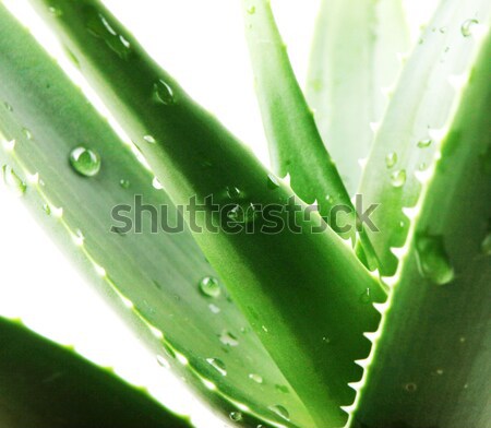 Foto stock: Aloés · planta · isolado · branco · folha · deserto