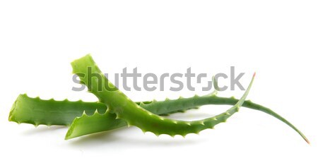 Aloe Blätter Licht Gesundheit Raum grünen Stock foto © nenovbrothers