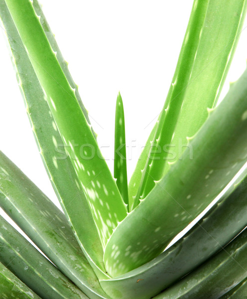 Aloe impianto isolato bianco foglia deserto Foto d'archivio © nenovbrothers