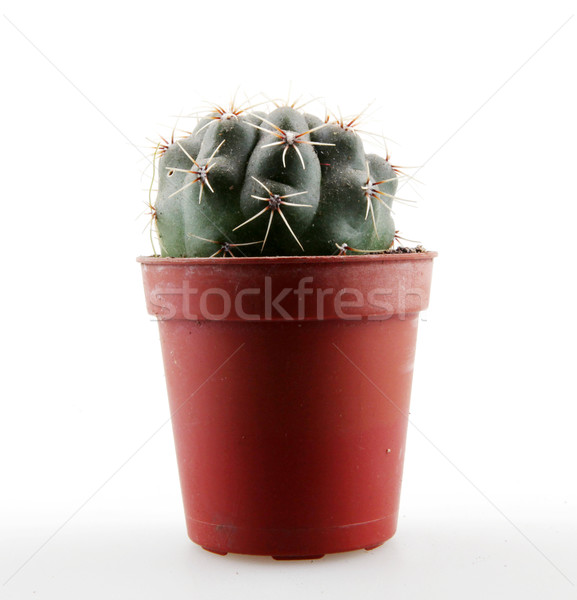 商业照片: 仙人掌    孤立    白    沙漠    绿色    颜色 / cactus