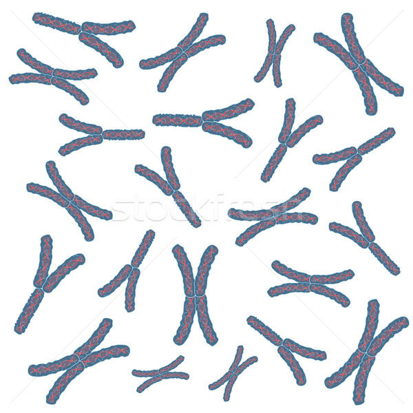 Chromosomes. Stock photo © Neokryuger