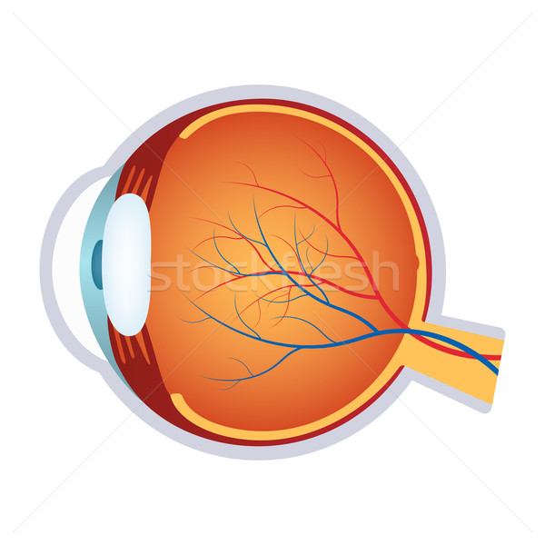 Illustration of a human eye anatomy. Stock photo © Neokryuger