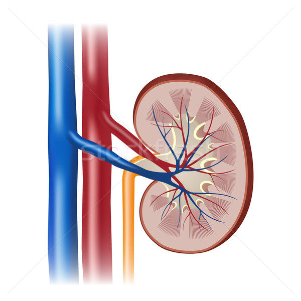 Normalen menschlichen Niere Illustration Querschnitt medizinischen Stock foto © Neokryuger