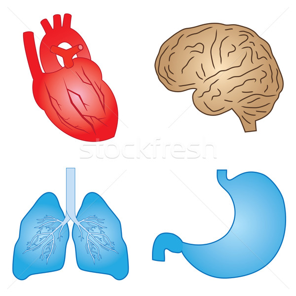 Human organs. Stock photo © Neokryuger