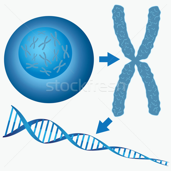 Sejt DNS kromoszóma fehér modell technológia Stock fotó © Neokryuger