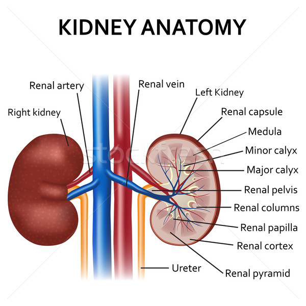 Diagram of human kidney anatomy. Stock photo © Neokryuger
