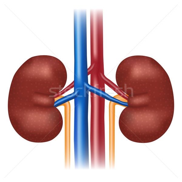 Ilustrare uman rinichi sănătos medical model Imagine de stoc © Neokryuger